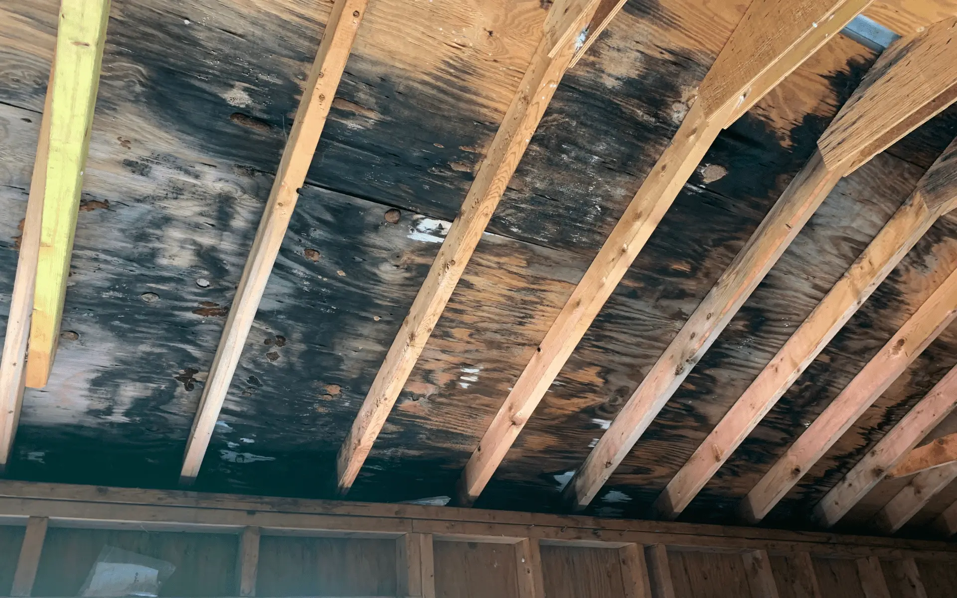 Mold in Attic portland
