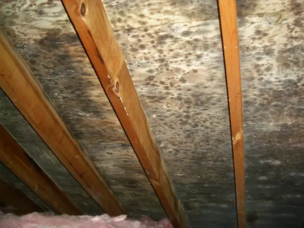 attic mold inspection